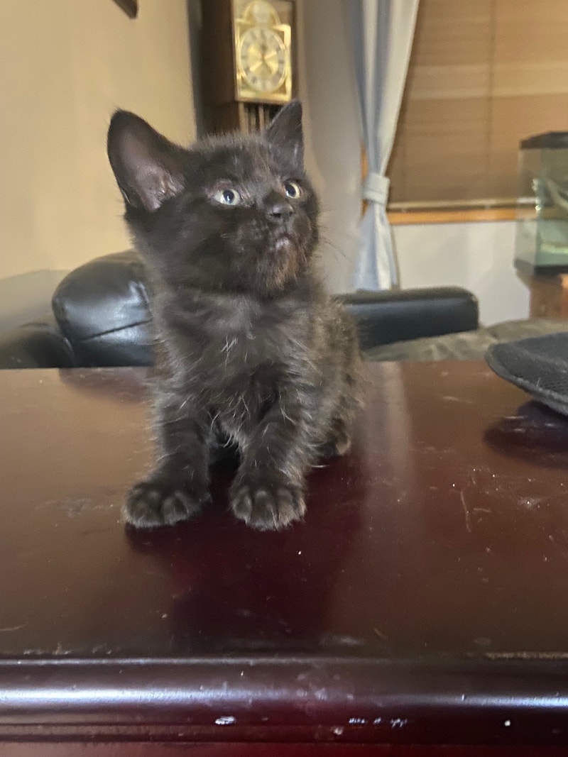 Kittens for rehoming Cats & Kittens for Rehoming Kamloops Kijiji