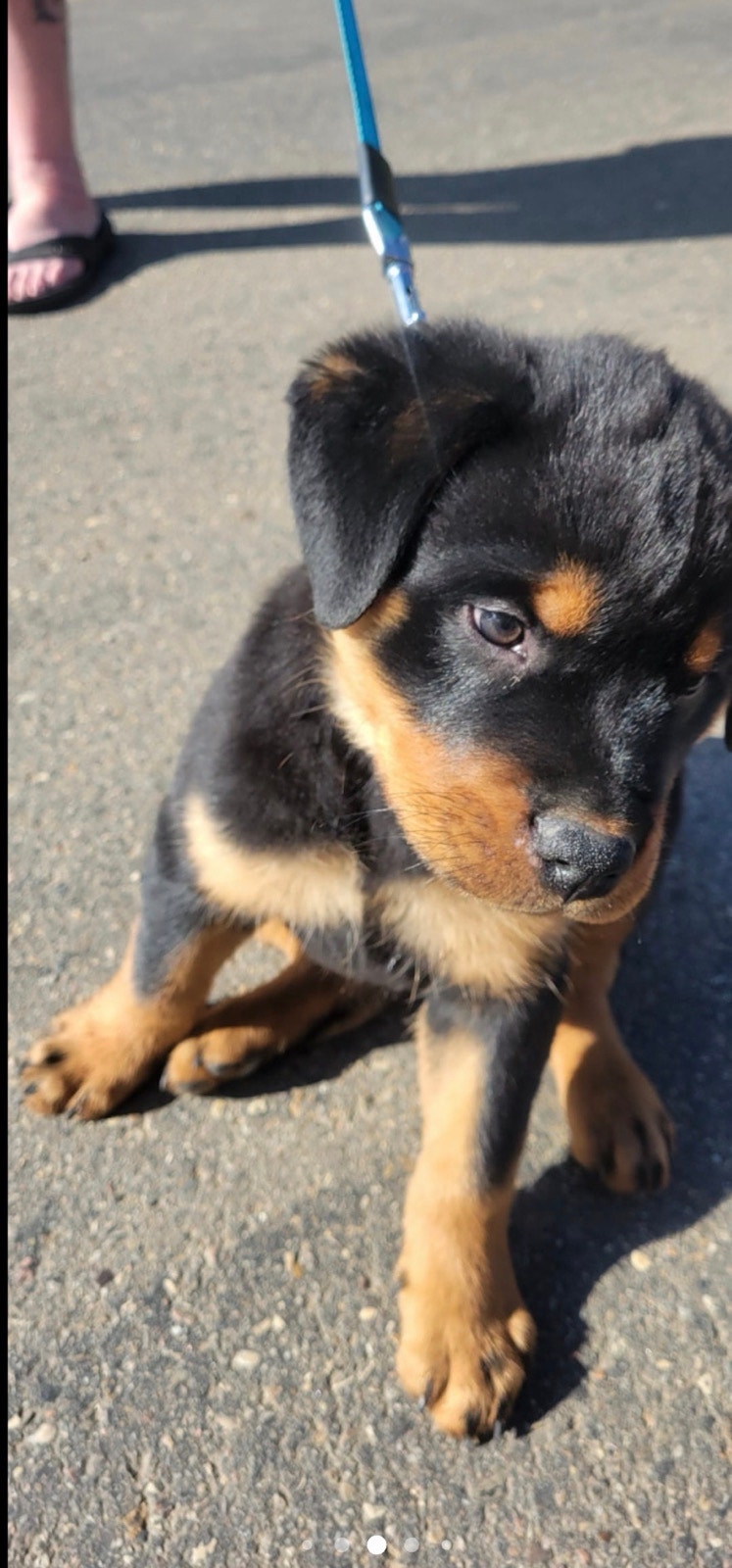 Purebred Male Rottweiler | Dogs & Puppies for Rehoming | Winnipeg ...