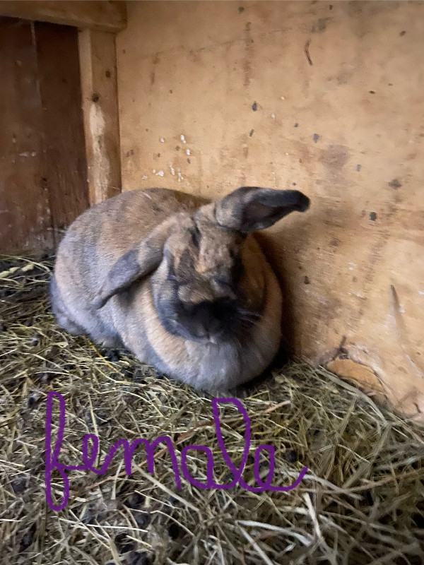 Rabbits for sale!! in Small Animals for Rehoming in Charlottetown - Image 2