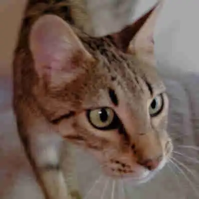 F4 & F 6 Savannah  girls!! Both very loving, View more