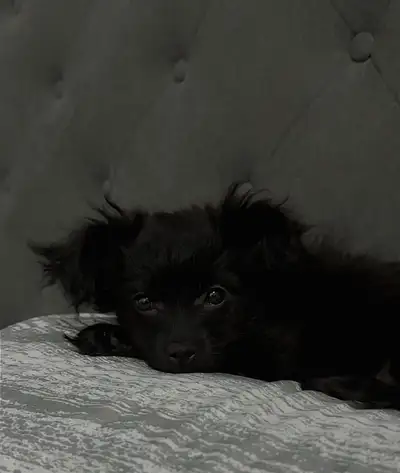 Pom/paps puppy; 1Boy Girl: sweet, affectionate, loves kisses, adventures and outgoing. He has the mo...