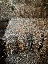 Small square hay for sale