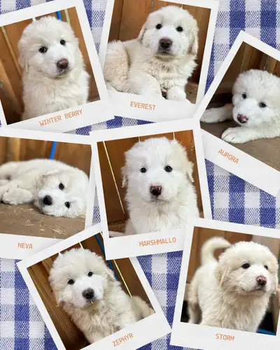 Puppies Ready to go, View more