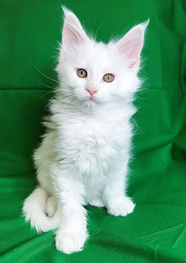 Purebred  Maine Coon Kittens in Cats & Kittens for Rehoming in Victoria - Image 5