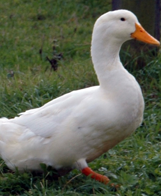 Pekin duck eggs in Livestock in Leamington