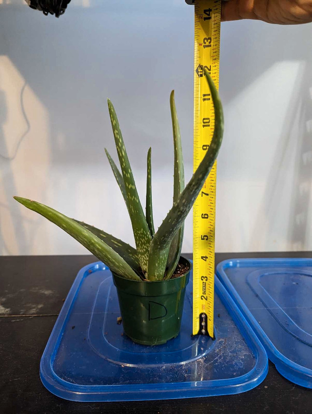 Aloe Vera Plant in Plants, Fertilizer & Soil in City of Toronto - Image 4
