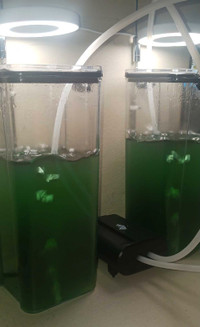 Phytoplankton for sale 500ml $10 1000ml $15 delivery available