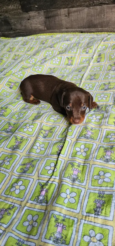 Mini Dachshund Girl, View more