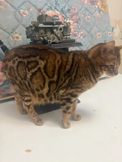 Purebred Bengal kittens just arrivef, View more