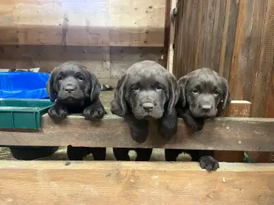 Two adorable chocolate Labrador puppies CKC registered, vet checked, microchipped, dewormed, vaccina...