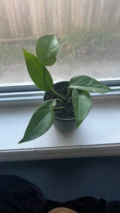 Various House Plants & Pots - see pricing, View more