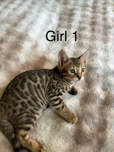 Purebred Bengal Kittens, View more