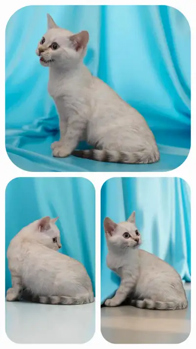 *Reduced* TICA Registered Bengal, View more