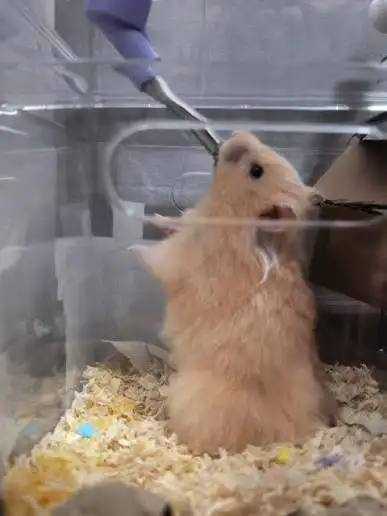 Syrian hamster long hair, View more