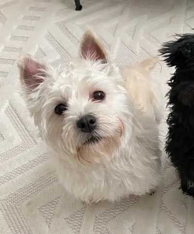 Shorkie (Shih Tzu x Yorkie Terrier mix), View more