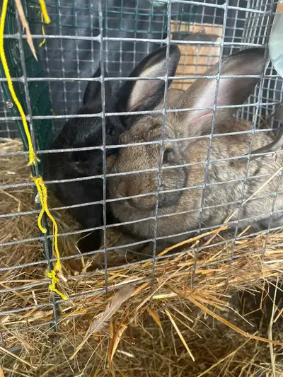2 Flemish giants breeding pair , View more