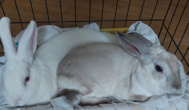 Bunnies female  in Small Animals for Rehoming in Trenton
