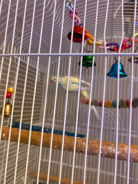 Two Budgies for Sale!
