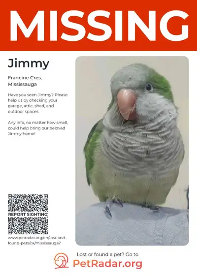 Parrot missing, View more