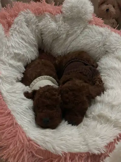 dark red toy poodles puppies looking for a new home, View more