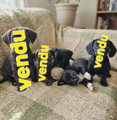 Chihuahua x Dachshund mix, View more