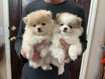 Supreme Pomeranian Puppies READY TO GO, View more