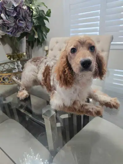 Cockapoo boy(Cocker Spaniel look), View more