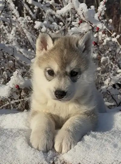ALASKAN HUSKY/TAMASKAN PUPS, View more