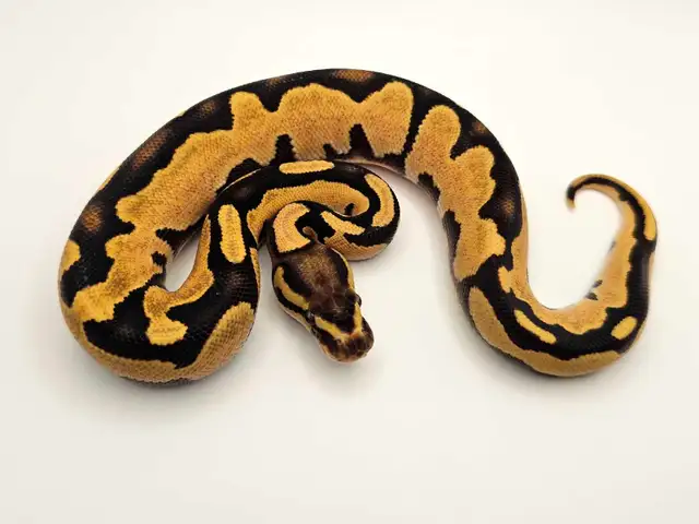 *FALL SALE* Desert Ghost Ball Python Hatchlings ♡ | Reptiles ...