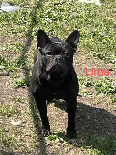 French Bulldog, View more