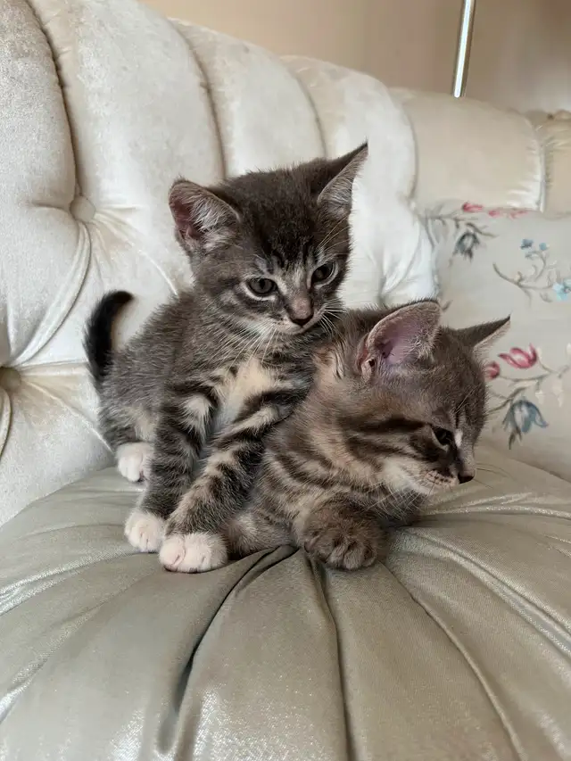 FIFI et FOUFOU 2 magnifiques chatons tigrés in Cats & Kittens for Rehoming in Laval / North Shore - Image 10