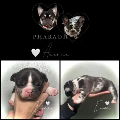 French Bulldog MOTO MUTZ, View more