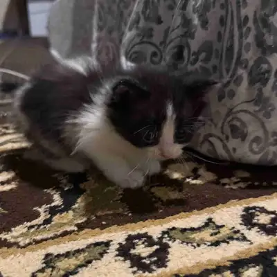 Baby kitten, View more