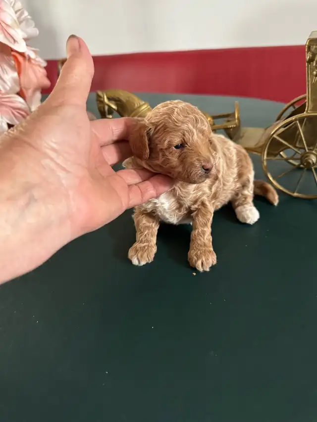 poodle puppies for sale in Dogs & Puppies for Rehoming in Edmonton - Image 3