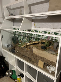 Syrian Hamster With Full Set Up
