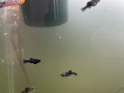 Baby Mollies Fish, View more