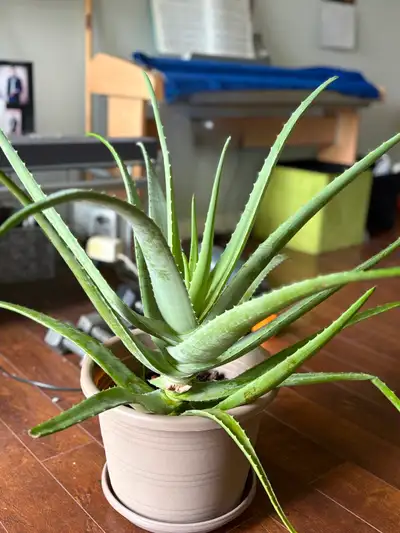 It’s big and beautifully sits in the pot. It stands from thr floor at around 32”. The widest lead is...