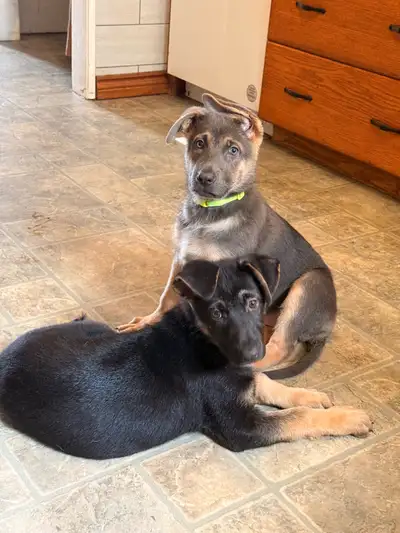 Purebred, Healthy German Shepherd Female Puppies, View more