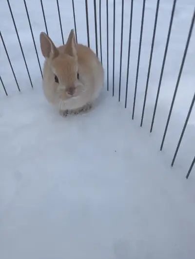 Hello, I have four adorable baby Netherland dwarf bunnies for sale. Eight weeks old and ready to go....