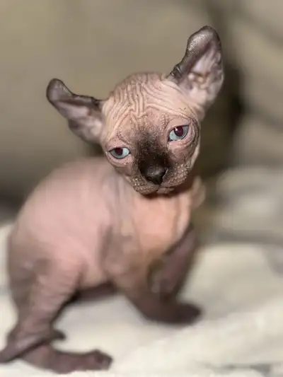Chatons Sphynx mâles à vendre – prêts à partir bientôt ! , View more
