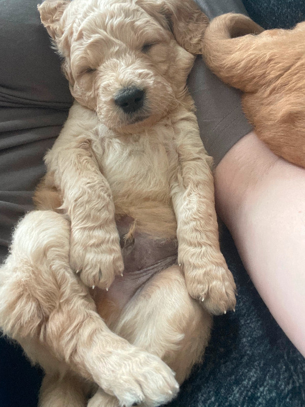 Goldendoodle puppies in Dogs & Puppies for Rehoming in Truro - Image 2