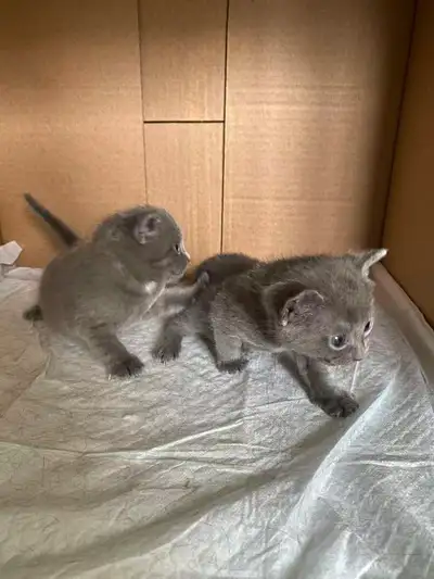 Russian blue kitten (last one male), View more