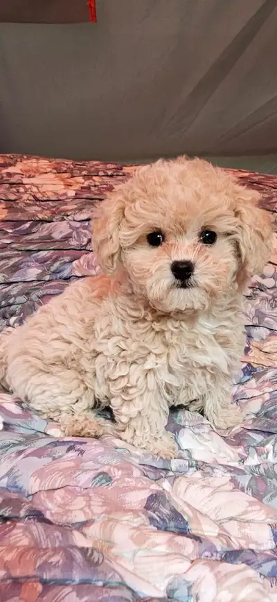We have 2 adorable little boys and 1 sweet girl available now for loving homes. They have been to th...