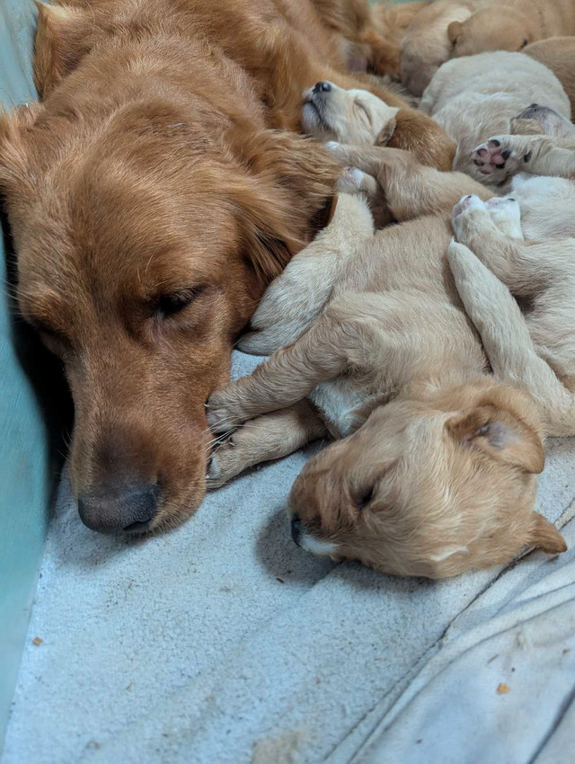 goldens (bien lire jusqu'à la fin) dans Chiens et chiots à adopter  à Thetford Mines