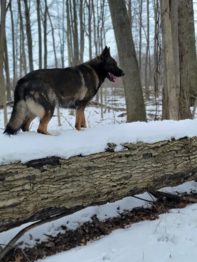 German Shepherd Puppies!!!! in Dogs & Puppies for Rehoming in Windsor Region - Image 3