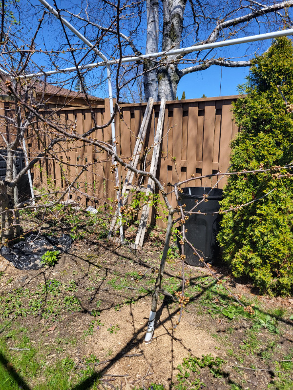 Sweet cherry dwarf tree for sale in Other in City of Toronto - Image 2