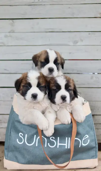 Northbank Saints, litter from Nellie and Dozer was born April 5th! 10 beautiful puppies, 6 boys, and...