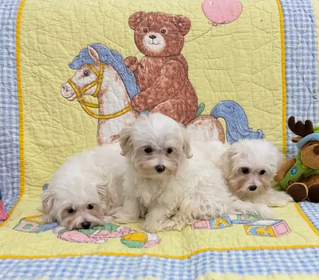 3 Maltese Babies Looking for their new homes in Dogs & Puppies for Rehoming in Mississauga / Peel Region - Image 4