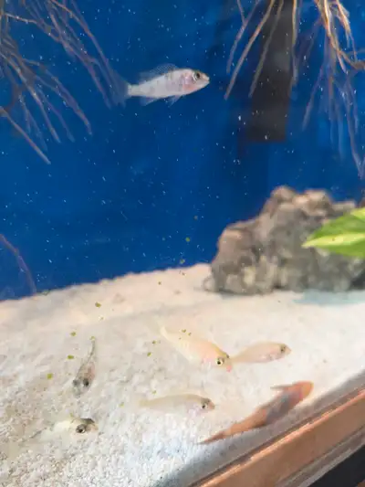 Fryeri OB cichlid, View more