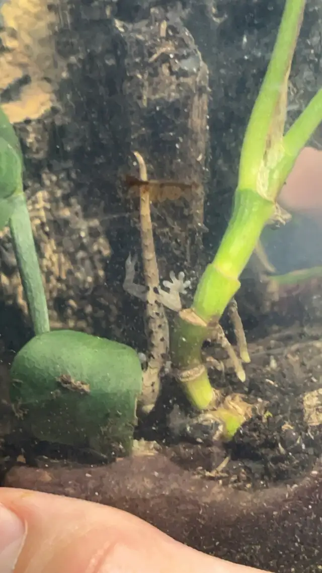 Baby Mourning Geckos! in Reptiles & Amphibians for Rehoming in Hamilton - Image 4